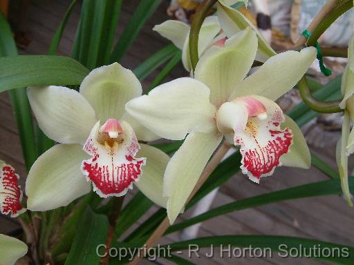 Orchid Cymbidium 1 